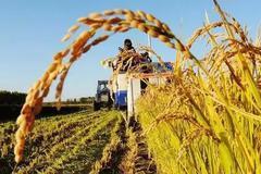 快讯：农业种植板块尾盘拉升 丰乐种业大涨近9%