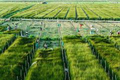 快讯：农业种植板块大幅下跌 神农科技跌逾7%