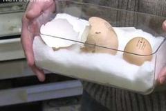熟蛋返生孵小鸡，荒诞是如何孵化的？
