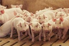 生猪价格走低 养殖企业进入新一轮洗牌期