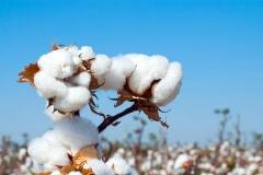 中国棉花协会：关于强烈谴责美政府以人权之名 打压中国棉花纺织产业的声明