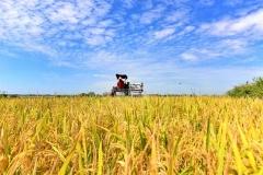 快讯：农业股开盘走强 农发种业涨超8%