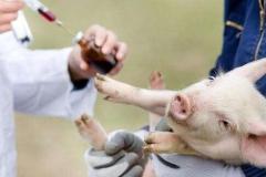 快讯：动物疫苗板块异动拉升 奥联电子涨超10%