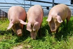 快讯：猪肉板块异动拉升 巨星农牧涨超7%