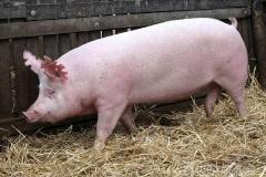 猪价大涨、猪肉股集体涨停，“猪周期”回来了？