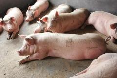 发改委研究投放储备肉，下半年猪价上涨空间或有限
