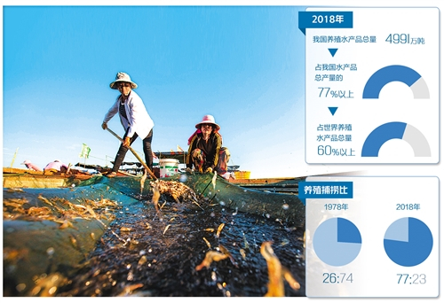 渔民在江西鄱阳湖都昌水产品转运点分拣青虾。 傅建斌摄（中经视觉）