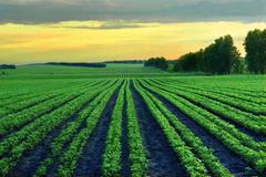 快讯：农业股反复活跃 农发种业拉升触板