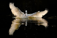 伯克希尔Abel时代正式开启，首日盘中跌近2%