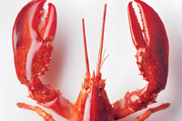 多地宣布下场“养龙虾”：深圳无锡合肥出手，最高扶持1000万