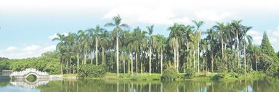 华南国家植物园的大王椰子林。 　　欧阳沛摄（人民视觉）