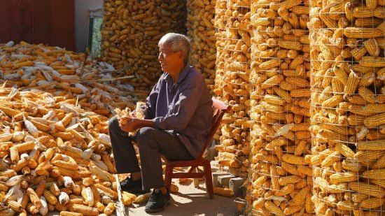 头图|视觉中国，2022年9月29日，河南南阳，一位农民在剥玉米