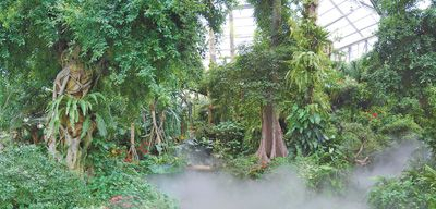 华南国家植物园温室里的热带雨林景观。 　　欧阳沛摄（人民视觉）