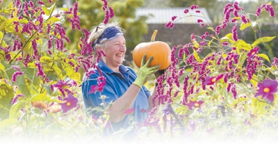 英国多塞特郡的农民收获南瓜。 　　人民视觉