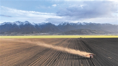 　▲青海省三江集团门源种马场的工人驾驶农机在油菜田里播种（无人机照片）。记者 张宏祥 摄
