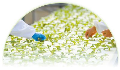 安徽现代雾耕农业科技示范园植物工厂。 　　新华社记者 白 斌摄