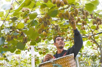 　　重庆市黔江区中塘镇兴泉村市级现代农业产业园猕猴桃种植基地，村民在采摘猕猴桃。&nbsp; 　　杨 敏摄（影像中国）
