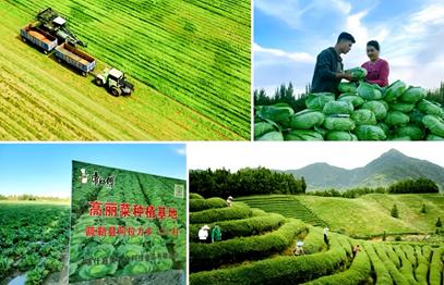 康师傅“环境友好蔬菜基地”