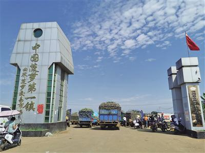 5月9日下午，菠萝交易市场里依然有很多果农正在等待交易。