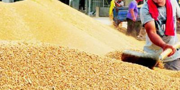 大商所推出新型粮食银行试点 服务三农新点子