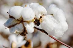 系列报道之四：助力新疆棉花产业高质量发展