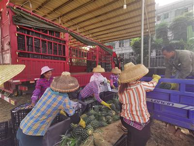 5月8日，菠萝交易市场，工人将摘下的菠萝装车。