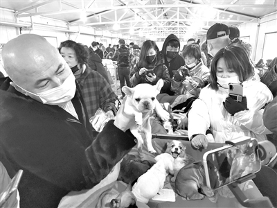辽宁省鞍山市家和宠物交易市场内，养殖户在展示准备出售的宠物狗。记者 李宇佳 摄