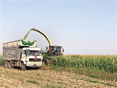 伊利集团在党建结对村收购青贮 （伊利集团供图）