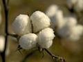 永安研究丨棉花：供需仍偏宽松，关注结构性机会