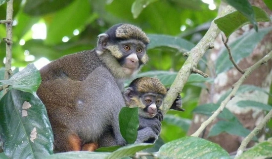 部分鳐鱼和灵长类动物物种濒临灭绝