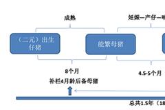 国家收储 猪肉股逆势上涨！猪周期要反转了吗？