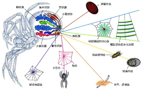 圆网蜘蛛的丝腺分布及其分泌的不同蛛丝（来源：参考文献1）