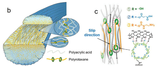 仿蜘蛛丝的人工纤维，聚合物作网，绿色的环状超分子作结点，可以很好地提高纤维的强度&nbsp;图片来源：参考文献6
