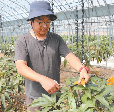 在韩国全罗南道珍岛郡，申瑀铉在大棚内为芒果树苗修剪枝叶。 　　本报记者 张 悦摄