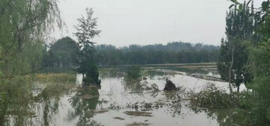 （山西洪涝现场，汾河苍底坝决口处被水流冲倒的树木 高飞昌/摄）
