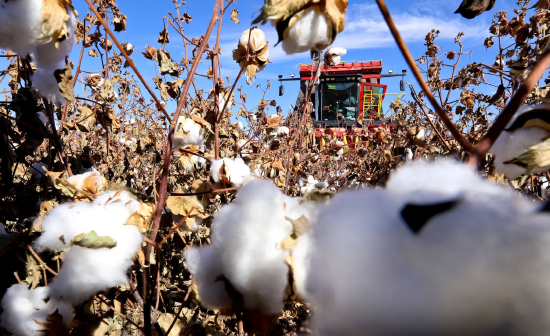 若航运危机持续，中国收获的棉花可能延迟运抵巴基斯坦，拖累各地纺织厂的纱线生产。