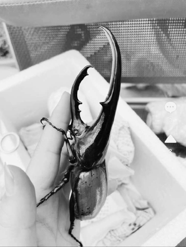 网上售卖的长戟大兜虫