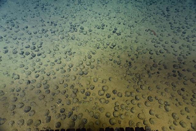 海底锰结核图片