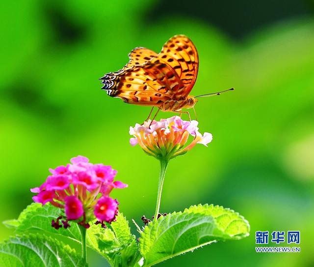 福建省福州市温泉公园内,一只蝴蝶停歇在马缨丹花枝头上(8月11日摄 )
