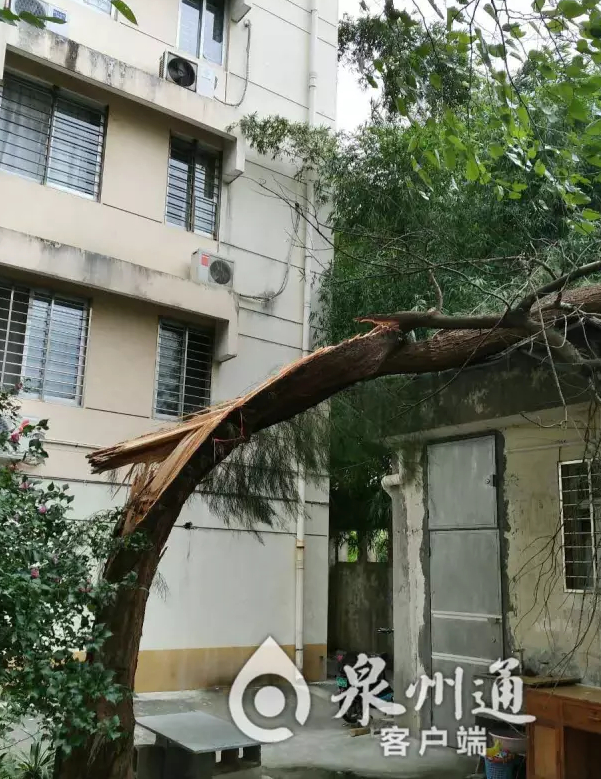 莫兰蒂来势汹汹，昨日市区狂风大作，中午市区云谷小区内一棵树被风刮倒，压到沿街的店面。