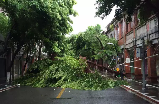 15日，中山南路被倒下的大树拦截。