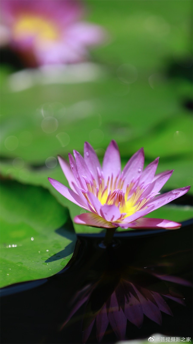 9           看取莲花净,应知不染心 ——摄影·菩提摄影之家.智丹