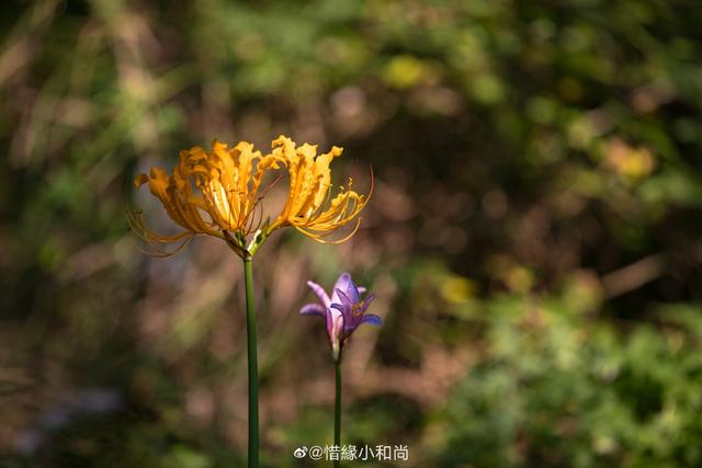 法华经 中的曼珠沙华 彼岸花 新浪图片