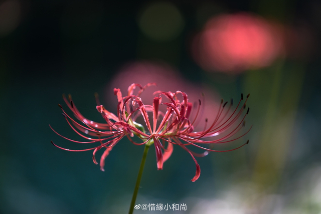 法华经 中的曼珠沙华 彼岸花 新浪图片