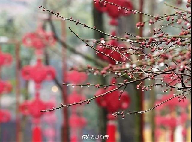 立春节气 春到人间草木知 新浪图片