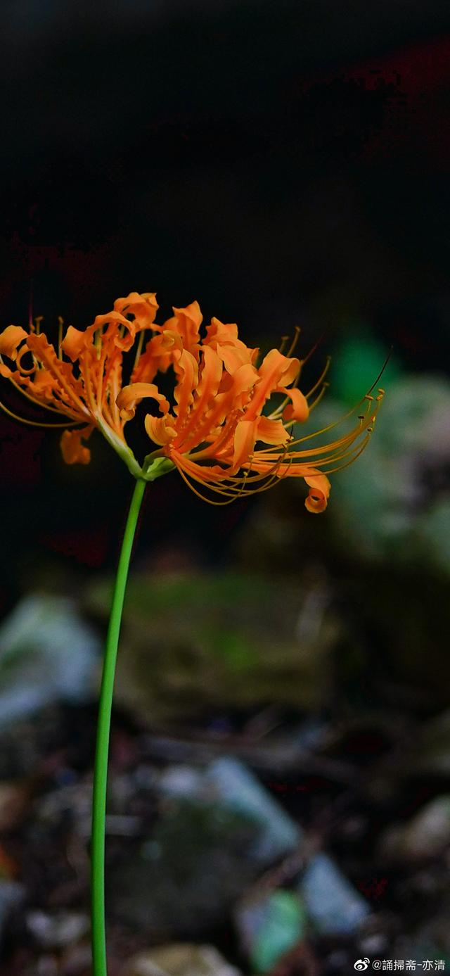 杭州中天竺寺彼岸花开 新浪图片