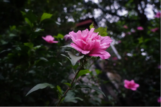 清代憨休如乾禅师《敲空遗响》有红、白木槿花诗各一首。（图片来源：灵隐寺）