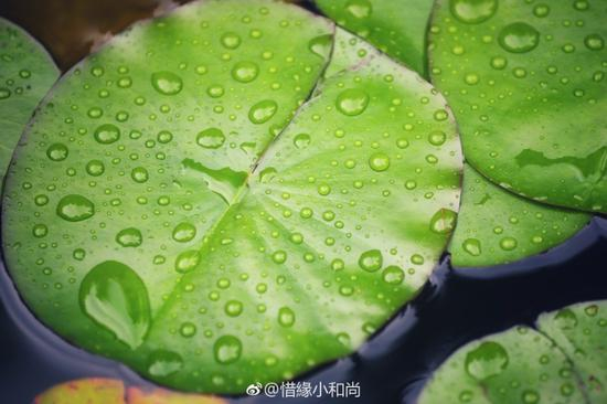 每个人都有一份很清净的本性。（摄影：惜缘法师）