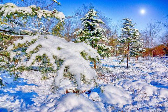 禅诗赏析：雪后始知松桂别