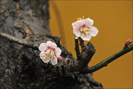 佛法：寻心之路的终结者